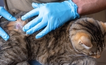 Hongo Que Afecta a Gatos: ¿Hay Riesgos Para la Salud de Las Personas?
