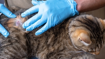 Hongo Que Afecta a Gatos: ¿Hay Riesgos Para la Salud de Las Personas?