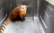 ¡Rescate animal! PDI Recupera Coatí en Antofagasta
