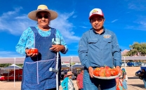 Más de 3 Mil Personas Disfrutaron de la Fiesta Costumbrista Del Tomate de Camar