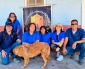 Más de 120 Animales Comunitarios Fueron Esterilizados en María Elena