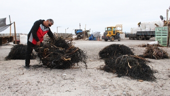 De Tocopilla al Mundo: Gracias al Apoyo de ProChile, Algas Regionales Logran Exportación a China