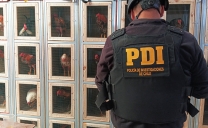 Operativo de la PDI Desarticuló Organización Dedicada a Las Peleas de Gallos en el Sector de Isla Santa María