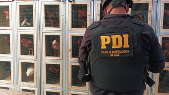 Operativo de la PDI Desarticuló Organización Dedicada a Las Peleas de Gallos en el Sector de Isla Santa María