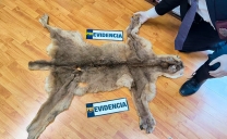 BIDEMA Continúa Indagatorias Para Aclarar el Origen de Una Piel de Puma Encontrada en Tocopilla