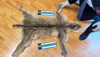 BIDEMA Continúa Indagatorias Para Aclarar el Origen de Una Piel de Puma Encontrada en Tocopilla