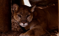 Comienza Estudio Sobre Presencia de Puma en Alto El Loa Para Proteger la Ganadería Camélida en la Zona