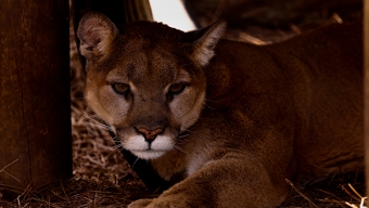 Comienza Estudio Sobre Presencia de Puma en Alto El Loa Para Proteger la Ganadería Camélida en la Zona