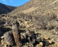 Exposición Alerta Sobre el Cactus Chileno en Peligro de Extinción